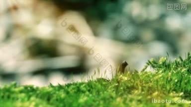 苔藓在春天最酸的高清<strong>拍摄</strong>与电动滑块